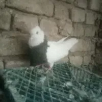 طوقی کاکل ماده جفتگاه رنگ سیاه واکسی