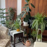 گلهای آپارتمانی بزرگ وکوچک