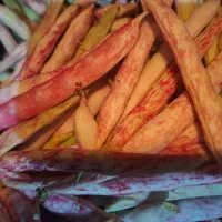 لوبیا چیتی
