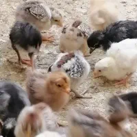 جوجه گلین لری عشایری*جوجه خروس*