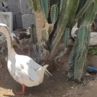 فروش قاز و قو قاز