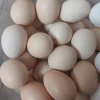 تخم مرغ محلی