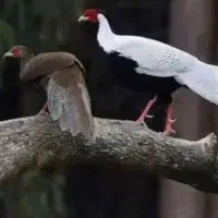 مرغ وخروس سیبرایت