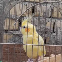 عروس هلندی سخنگو دستی