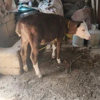 گوساله پنج ماهه ماده
