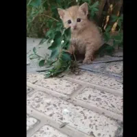 واگذاری بچه گربه