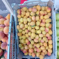 زردآلو شیرین