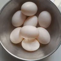تخم کفتر