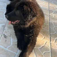 سگ قدرجونی ماده