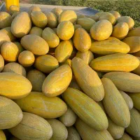 خربزه شیرین ارسال به تمام نقاط