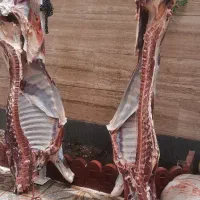 قصابی وسلاخی گوساله و گوسفند