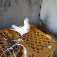 کبوتر|پرنده|مرادلو, |دیوار