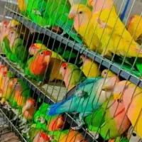 خریدفروش انواع پرنده