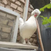 2. عدد  مرغ. سلطان. تخم گذار  زیبا