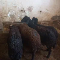 فروشی فوری