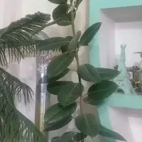 گلدانها کاج مطبق وفیل گوش زیبا وسر حال
