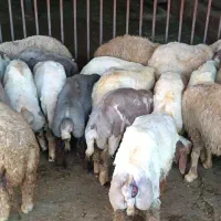 فروش پنجاه راس بره