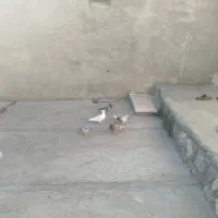 کبوتر