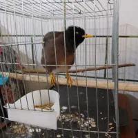 مرغ مینا سخنگو