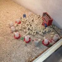 جوجه گوشتی راس 308