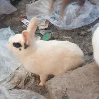 خرگوش خونگی باحال
