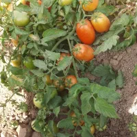فروش گوجه فرنگی بازاری و کارخانه