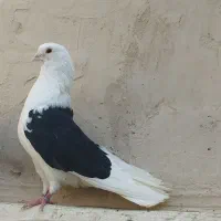 کفتر پرشی