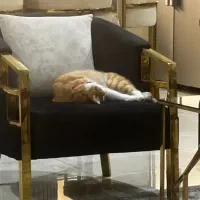 گربه گم شده - لئو