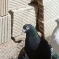 کفتر|پرنده|بم, |دیوار