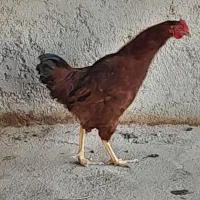 نیمچه مرغ و خروس