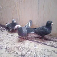 میزتلفن....|میز تلویزیون|مشهد, نیزه|دیوار