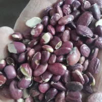 حبوبات|خوردنی و آشامیدنی|شیراز, شهرک مهرگان|دیوار