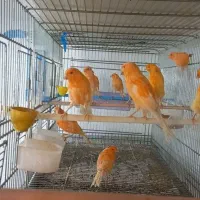 قناری سرخ