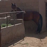 اسب|اسب و تجهیزات اسبسواری|نیشابور, دربقاضی|دیوار