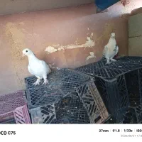 دوتا کبوتر ماده