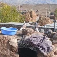کبوتر|پرنده|مرادلو, |دیوار
