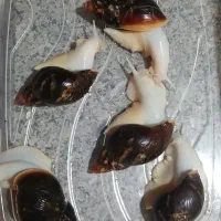 حلزون