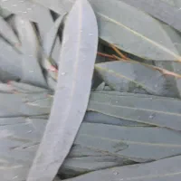 برگ اوکالیپ توی
