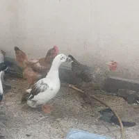 اردک و مرغ