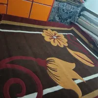 شادگان ناظری