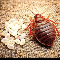 سمپاشی تهرانپارس نارمک مجیدیه هروی ازگل بلوارارتش