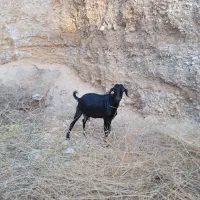 بز وکهره