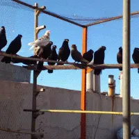 کبوتر زاغ آبادانی