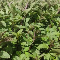 سبزی|خوردنی و آشامیدنی|کرمان, |دیوار