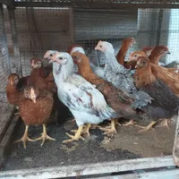 جوجه عمده مرغ خروس ۶۰ روزه دورشت