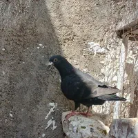 کبوتر