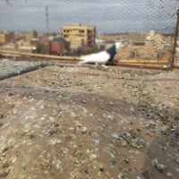 تعدادی ‌ کبوتر