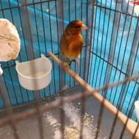 سهره قناری نر