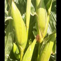 آبیار نگهبان لازم دارم برای ابیاری