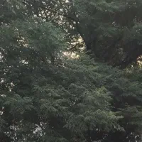 زمین کشاورزی درباغین